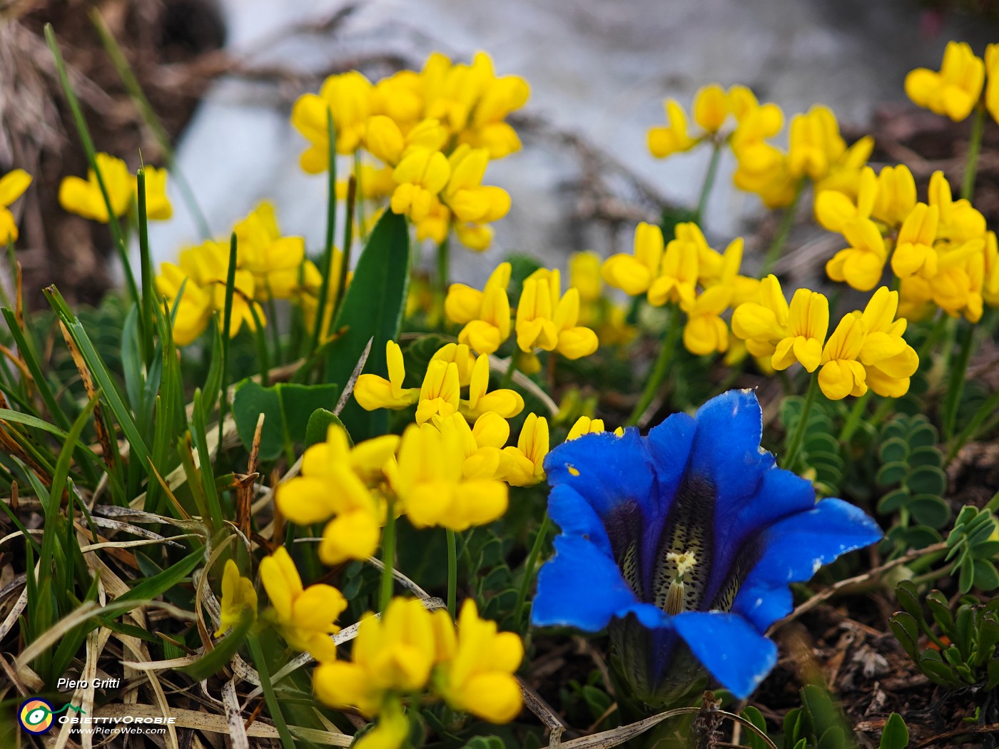 33 Gentiana clusii (Genziana di Clusius) in bella compagnia di Lotus corniculatus (Ginestrino)! .jpg